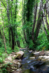Walk through the Andalusia's forests 