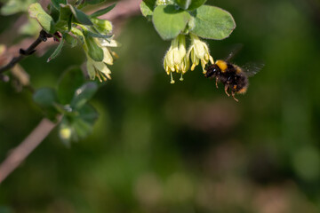 Bug on a flower