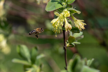 Bug on a flower