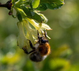 Bug on a flower
