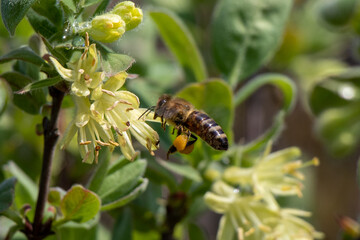 Bug on a flower