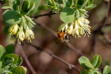 Bug on a flower