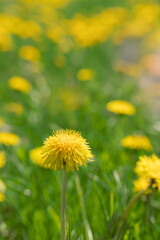 Blooming dandelion (Taraxacum) meadow.