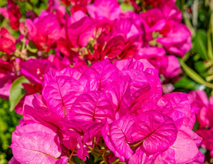 colorful bougainvillea flowers closeup in the garden, natural pattern background