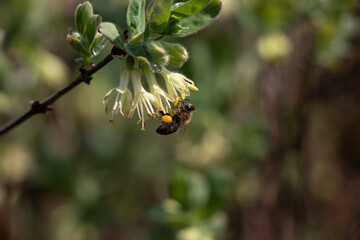 Bug and flowers 