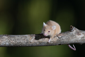 ratón común en la rama de un árbol  Marbella Andalucía España	