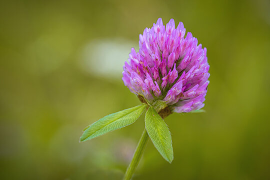 red clover flowers
