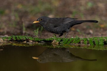 mirlo bebiendo en la charca del parque (Turdus merula)