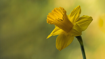 yellow daffodil flower