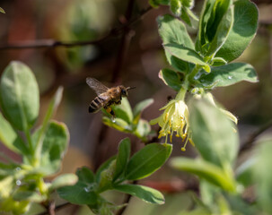 Bug on a flower