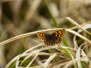 Duke of Burgundy Butterfly Resting in a Meadow