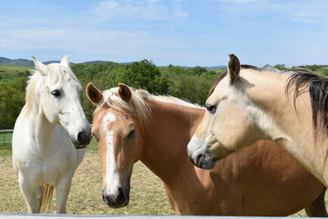 Obraz na płótnie Canvas 3 chevaux 