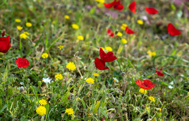 Red poppies, yellow dandelions at field background, texture.