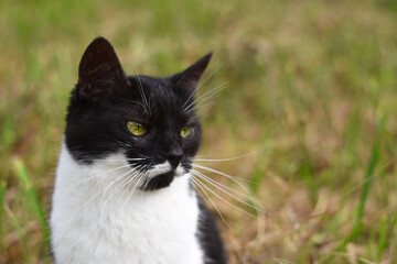Naklejka na ściany i meble black and white domestic cat on a natural green background, close-up, blurred background