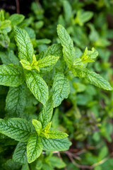Fresh green spearmint plant background, texture, springtime herb