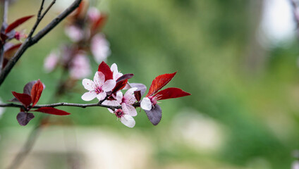 Cherry plum branch isolated on blur white background.