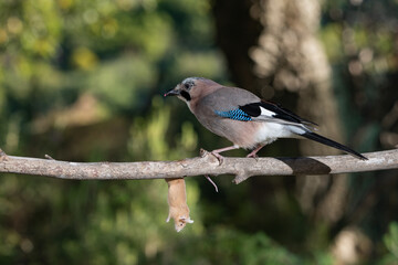arrendajo euroasiático cazando y comiendo un ratón (Garrulus glandarius) 