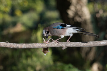 arrendajo euroasiático cazando y comiendo un ratón (Garrulus glandarius) 