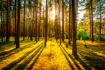 The sun shines through the trees in the pine forest on a clear summer day