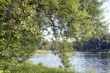 A beautiful landscape of the river surrounded by trees on a sunny summer day under blue sky.