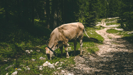 The amazing view of the Dolomiti mountains from Longkofel - next to Dobiacco lake
