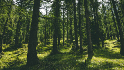 The amazing view of the Dolomiti mountains from Longkofel - next to Dobiacco lake