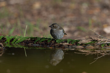  pinzón vulgar juvenil bebiendo y bañándose en el estanque del parque  (Fringilla coelebs)