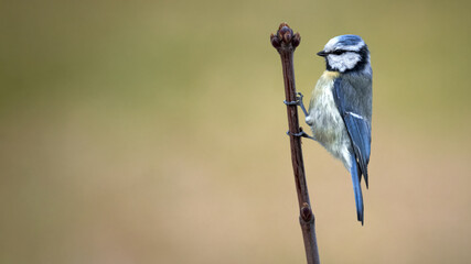 blue tit on a branch