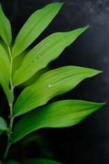 raindrops falling from green leaves. High quality photo