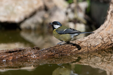 Obraz premium carbonero común posado en el estanque del parque (Parus major)