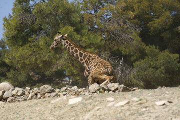 portrait of a giraffe in the field.