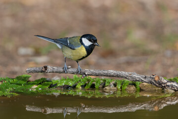 carbonero común bebiendo en el estanque del parque  (Parus major)
