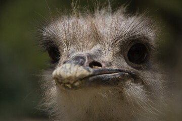 portrait of ostrich in the field