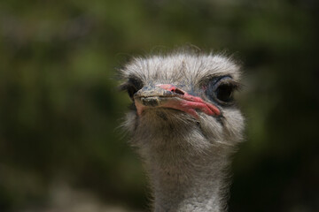 portrait of ostrich in the field
