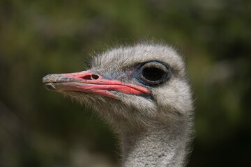 portrait of ostrich in the field