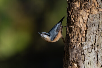 trepador azul posado en el tronco de un árbol  (Sitta europaea)