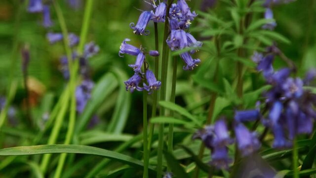 Close-up of bluebells in Epping Forest, East London. Almost half the worlds bluebells are found in the UK and it is illegal to pick them
