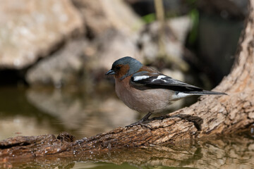 pinzón vulgar macho adulto bebiendo  en el estanque del parque  (Fringilla coelebs)