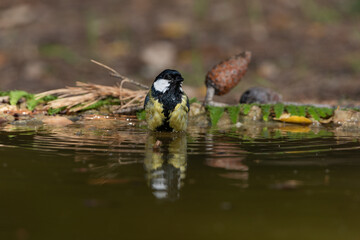 carbonero común bañándose en el estanque del parque  (Parus major)