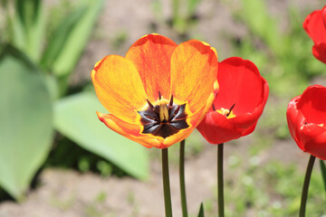 beautiful bright spring tulips in the garden bed