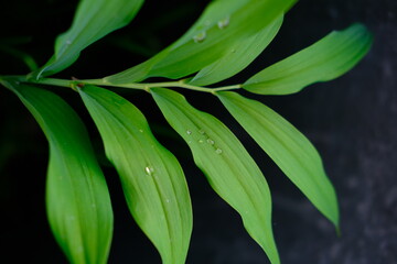 raindrops falling from green leaves. High quality photo