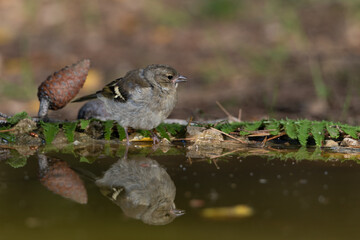  pinzón vulgar juvenil bebiendo y bañándose en el estanque del parque  (Fringilla coelebs)