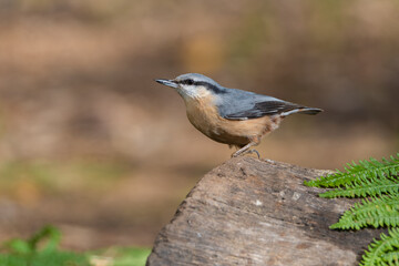 trepador azul posada en un tronco  (Sitta europaea)