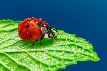 Extreme macro shots, Beautiful ladybug on flower leaf defocused background.