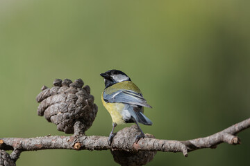 carbonero común (Parus major)  posado en la rama de un pino