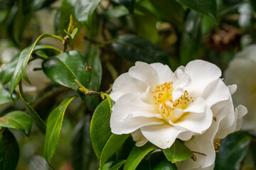 Obraz na płótnie Canvas Camellia Flower