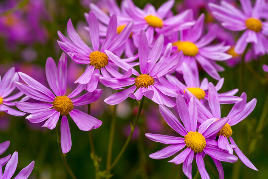 elegia intermedia flower