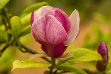 magnolia blooms
