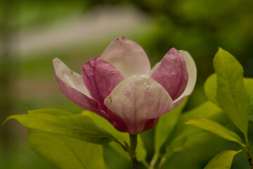 magnolia blooms
