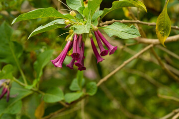marmalade bush